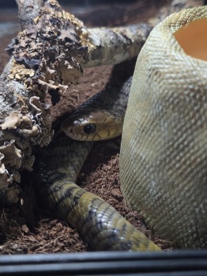 animal image