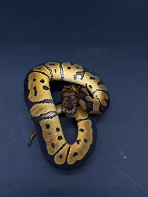 animal image