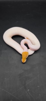 animal image