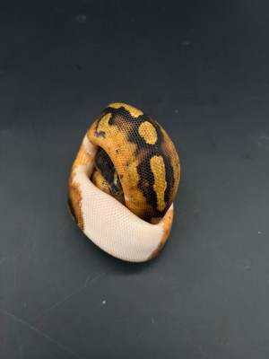 animal image