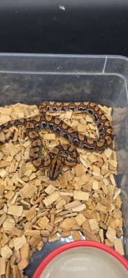 animal image