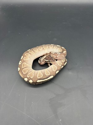 animal image