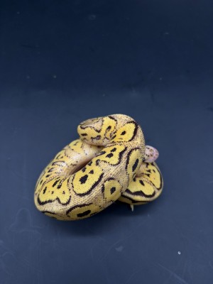 animal image