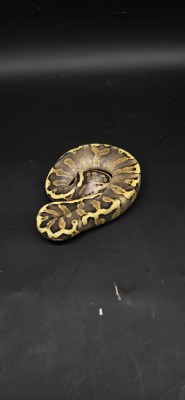 animal image