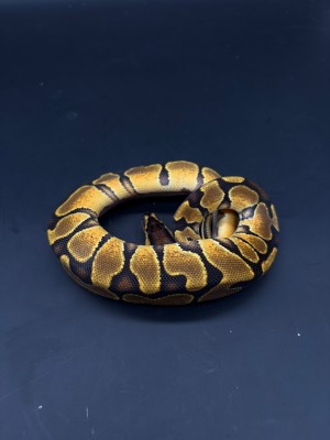 animal image