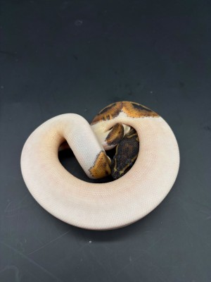 animal image