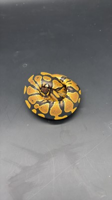 animal image