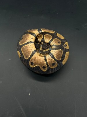 animal image