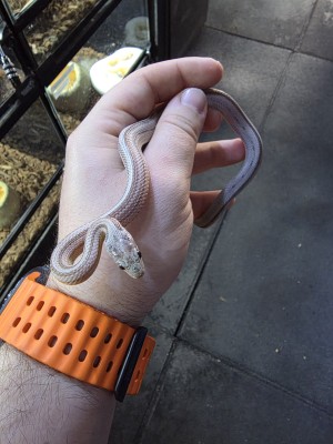 animal image