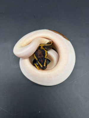 animal image