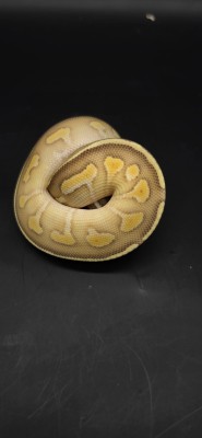 animal image