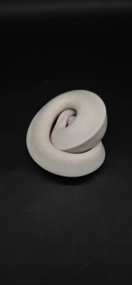 animal image
