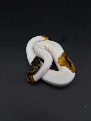 animal image