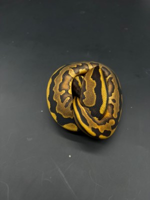 animal image