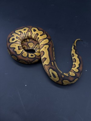 animal image