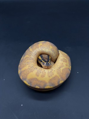 animal image