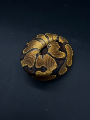 animal image