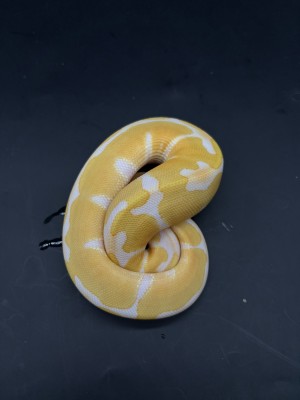 animal image