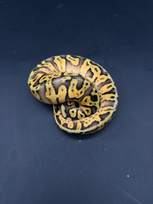 animal image