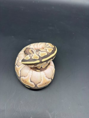 animal image