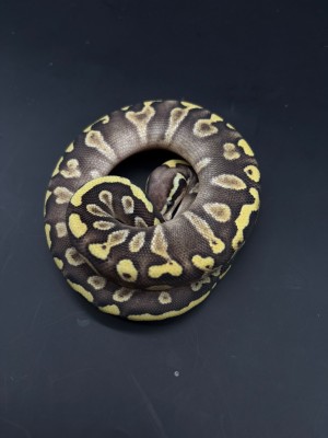 animal image