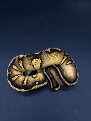 animal image