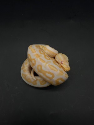 animal image