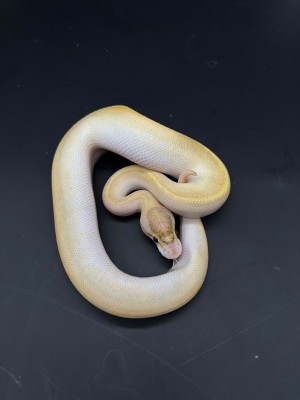 animal image