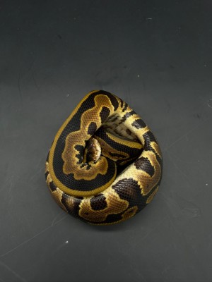 animal image