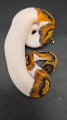 animal image