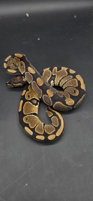 animal image