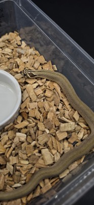 animal image