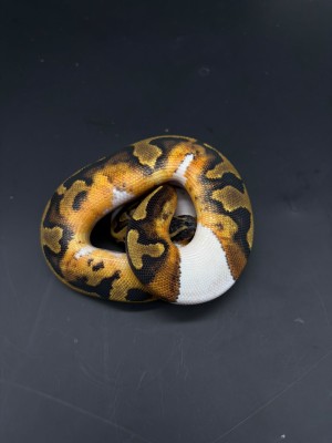 animal image