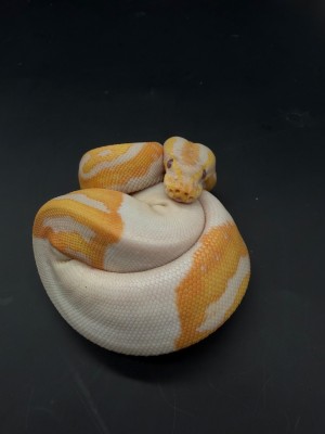 animal image