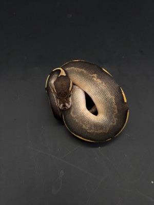 animal image