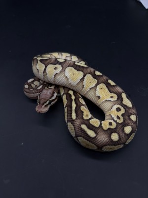 animal image