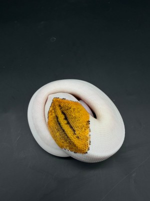 animal image