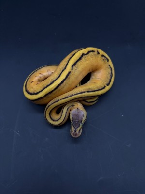 animal image