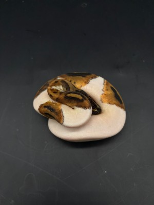 animal image