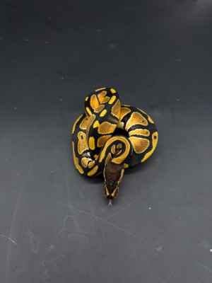 animal image