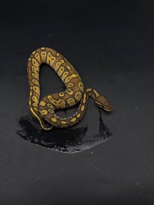 animal image