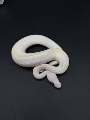 animal image