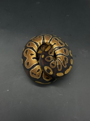 animal image