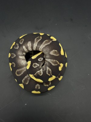 animal image