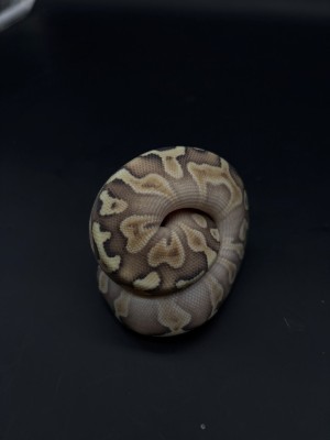 animal image