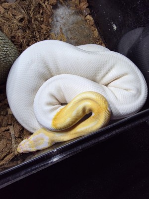 animal image