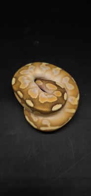 animal image