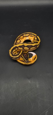 animal image