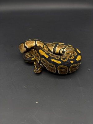 animal image