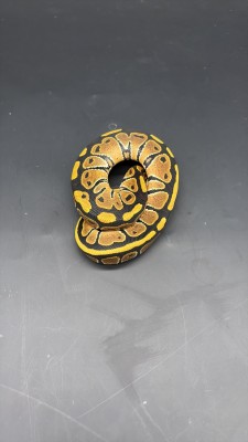 animal image